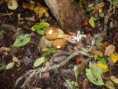 /album/integratie-3kk-1l/herfstwandeling-012-jpg/